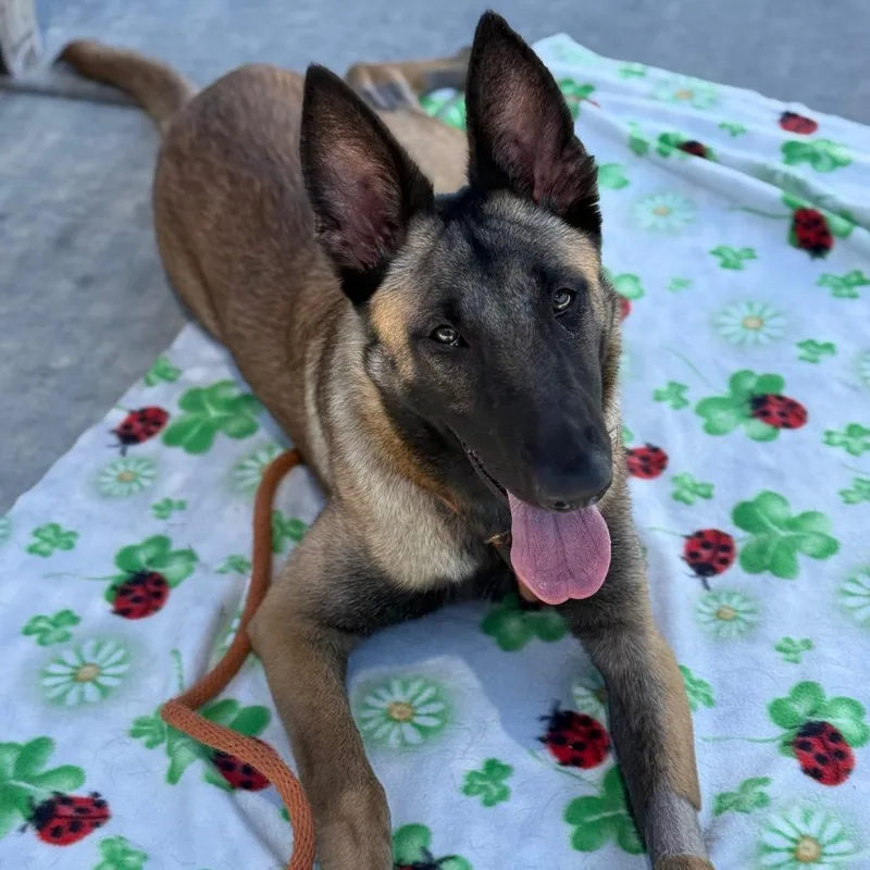 A young large-sized female Brown / Chocolate German Shepherd Dog dog named Image for adoption in Long Beach, CA