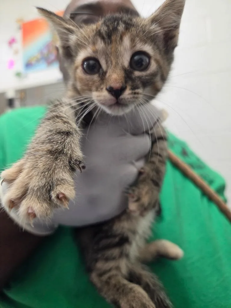 A baby small-sized female Domestic Short Hair cat named Rachel for adoption in Oxford, NC