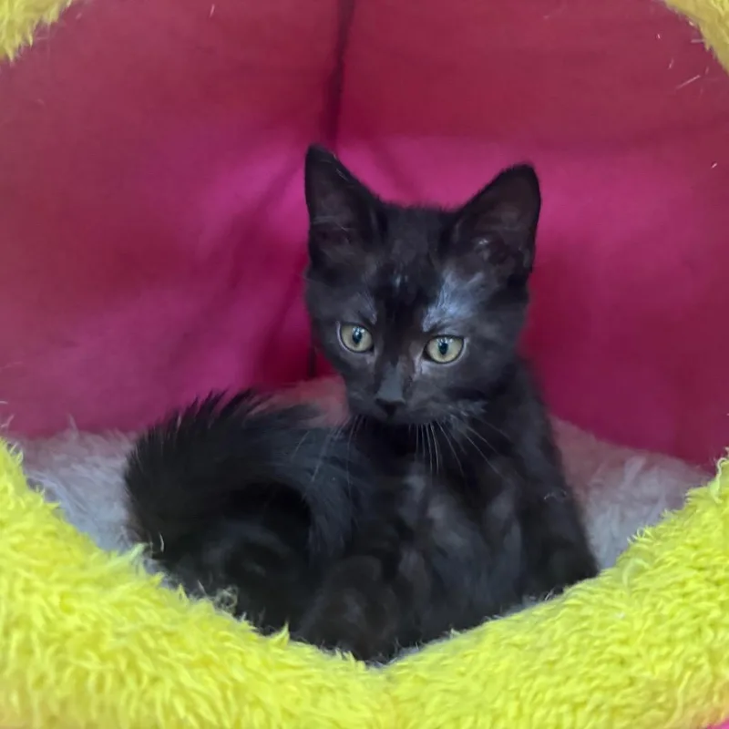 A baby small-sized male Black Domestic Short Hair cat named Cobra for adoption in Hattiesburg, MS