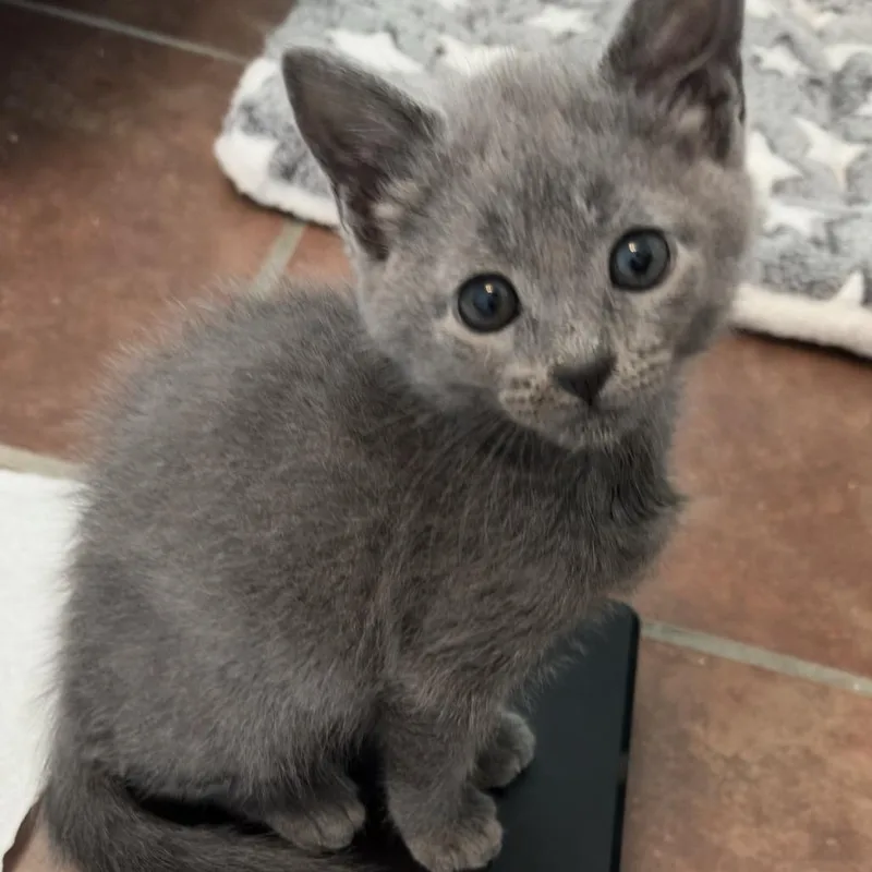 A baby small-sized female Gray / Blue / Silver Domestic Short Hair cat named Nico Robin for adoption in Austin, TX