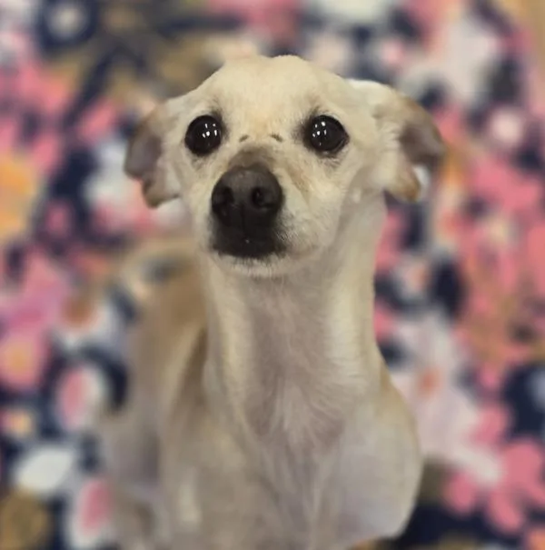 An adult small-sized male Chihuahua dog named Toby for adoption in Dublin, CA