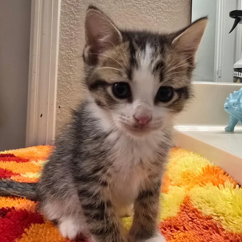 A baby small-sized male Brown / Chocolate Domestic Short Hair cat named Charlie Tuna for adoption in Fort Worth, TX