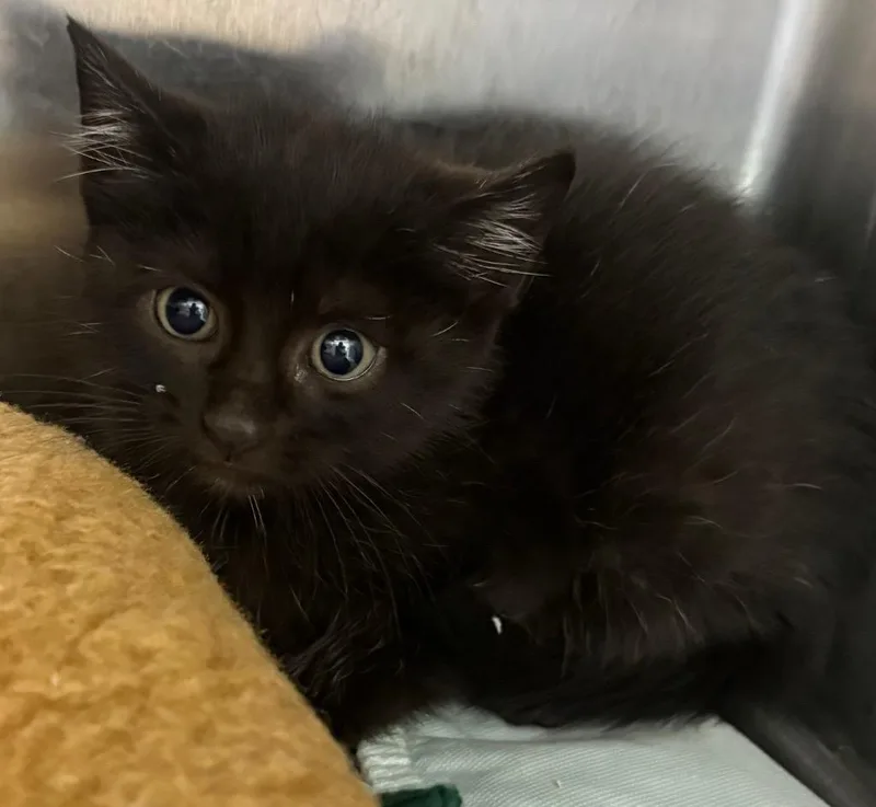 A baby medium-sized female Domestic Short Hair cat named Dc Couples  Poison for adoption in Greeneville, TN