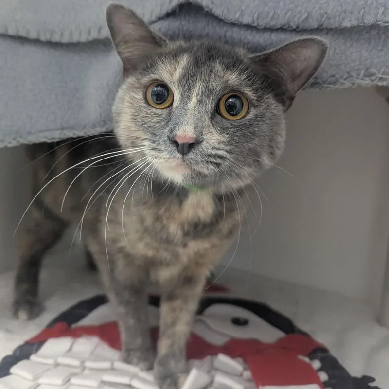 A young medium-sized female Tortoiseshell Domestic Short Hair cat named Shiny for adoption in Fort Wayne, IN