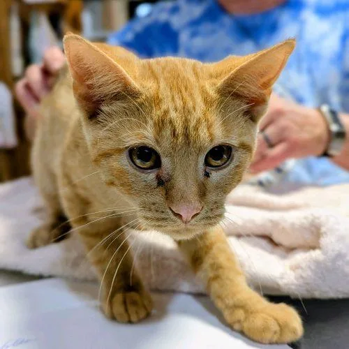 A baby small-sized male Domestic Short Hair cat named Russel for adoption in New Market, MN