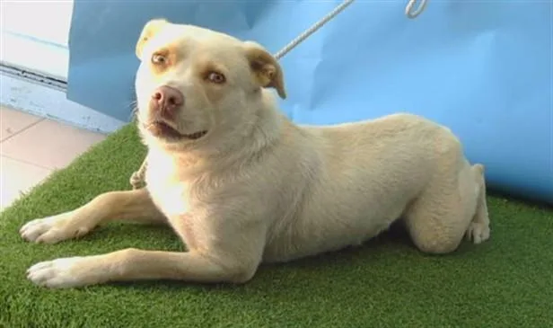 An adult medium-sized male Labrador Retriever dog named Drizzy for adoption in Gardena, CA