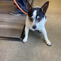 A senior medium-sized male White / Cream Chihuahua dog named Braylon for adoption in York, PA