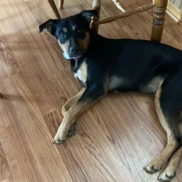 An adult medium-sized male Mixed Breed dog named Cinnamon Toast for adoption in Racine, WI