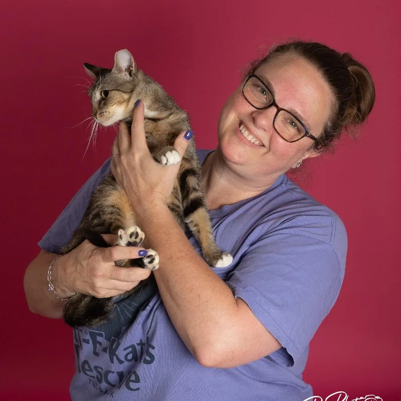 A young small-sized female Domestic Short Hair cat named CiCi for adoption in Tulsa, OK