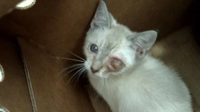 A baby medium-sized female Domestic Short Hair cat named Nita for adoption in Dallas, TX