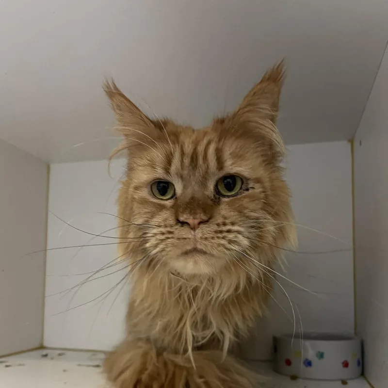 An adult medium-sized female Orange / Red Maine Coon cat named Biscuit for adoption in Walden, NY