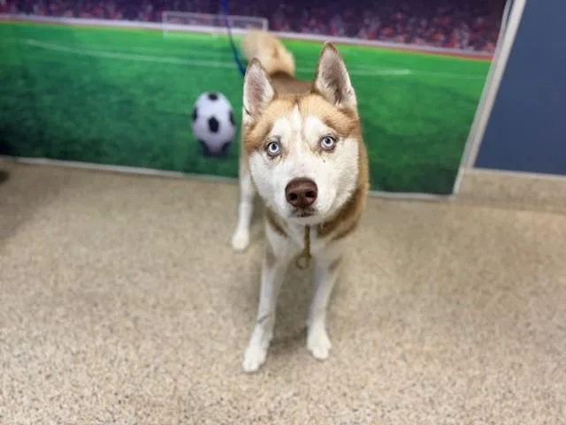 A young medium-sized male Siberian Husky dog named Titan for adoption in Miami, FL