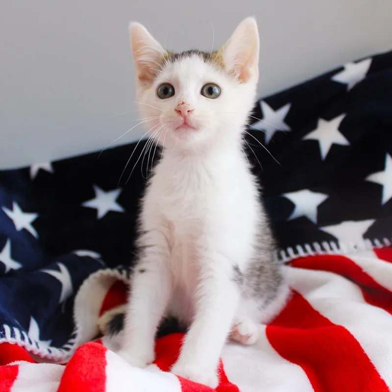 A baby medium-sized male Tabby (Brown / Chocolate) Domestic Short Hair cat named Peanut for adoption in Wayne, NJ