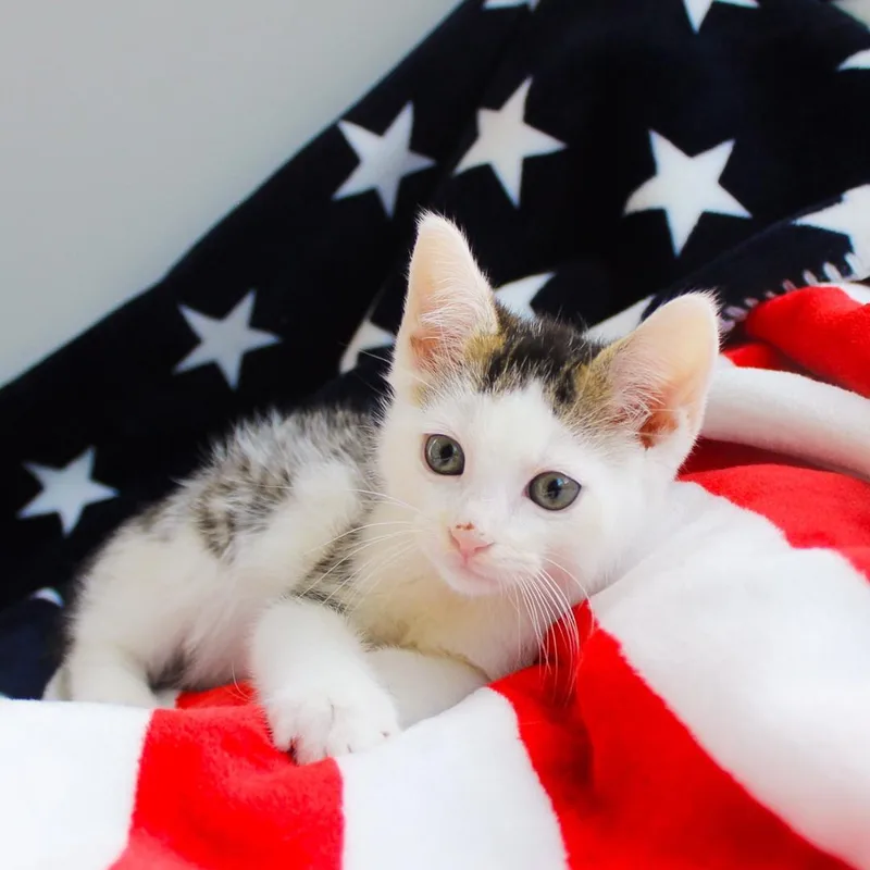 Peanut thumbnail 2