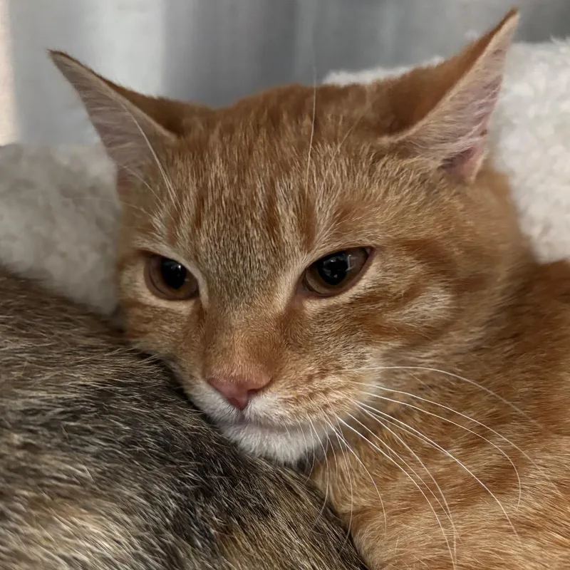 An adult medium-sized male Domestic Short Hair cat named NCI Conan for adoption in Port Washington, NY