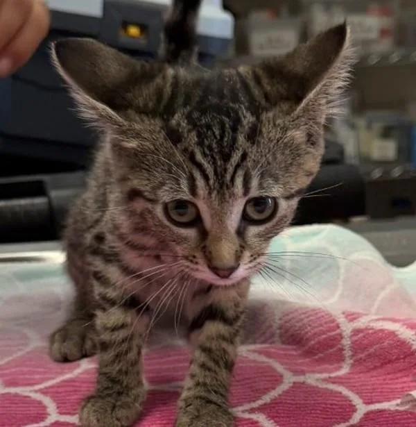 A baby small-sized female Domestic Medium Hair cat named Clouded Yellow for adoption in Oakland, CA