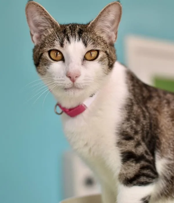 An adult medium-sized female Tabby (Brown / Chocolate) Domestic Short Hair cat named Sonya for adoption in Marietta, GA