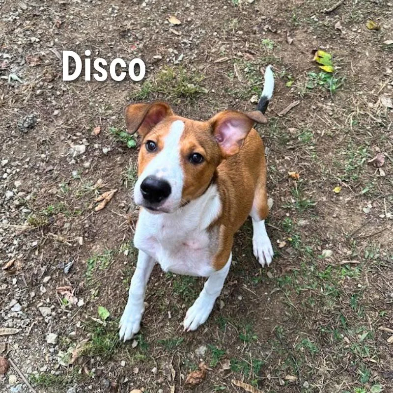 A baby small-sized male Bluetick Coonhound dog named Disco for adoption in Oak Ridge, TN