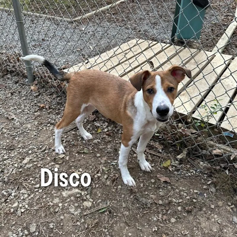 Disco thumbnail 3