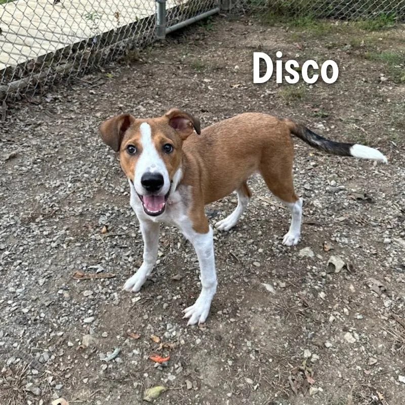 Disco thumbnail 4