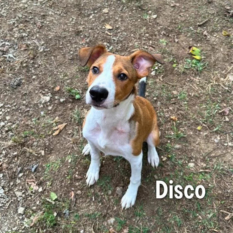 Disco thumbnail 5
