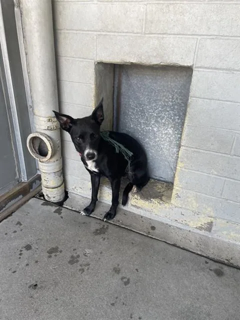 A young medium-sized female Terrier dog named Sandy for adoption in Stockton, CA