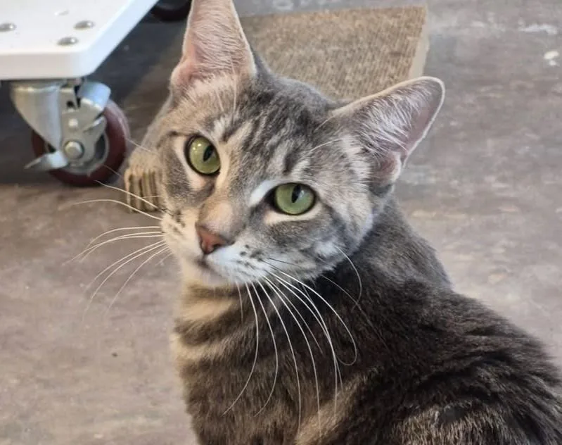 An adult medium-sized female Tabby cat named Kami for adoption in Sultan, WA