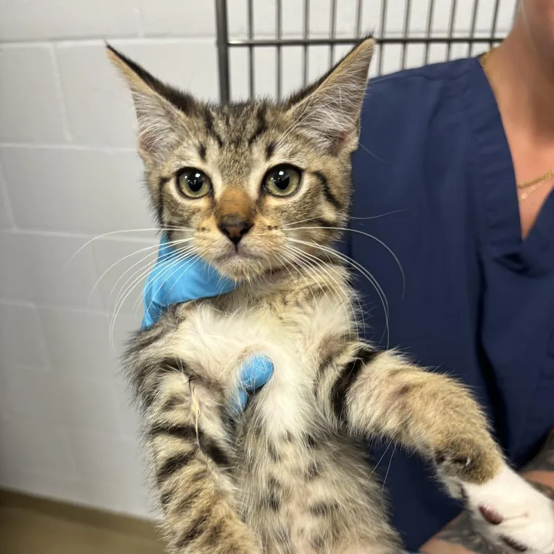 A young large-sized male Domestic Short Hair cat named Mork for adoption in West Palm Beach, FL