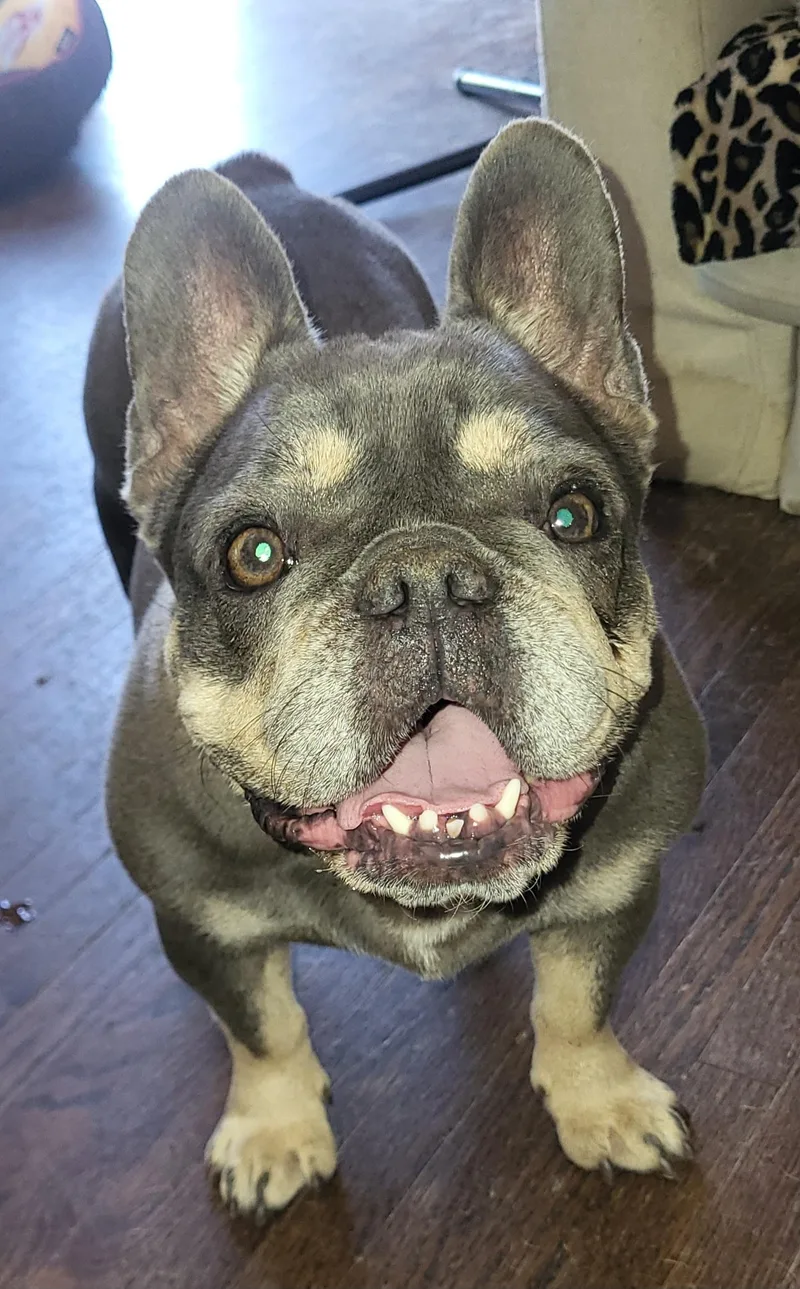 An adult small-sized female French Bulldog dog named Keke for adoption in modesto, CA