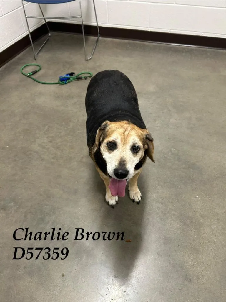 Charlie Brown thumbnail 4