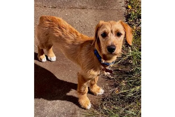 A baby medium-sized male Dachshund dog named Stovepipe for adoption in Palo Alto, CA