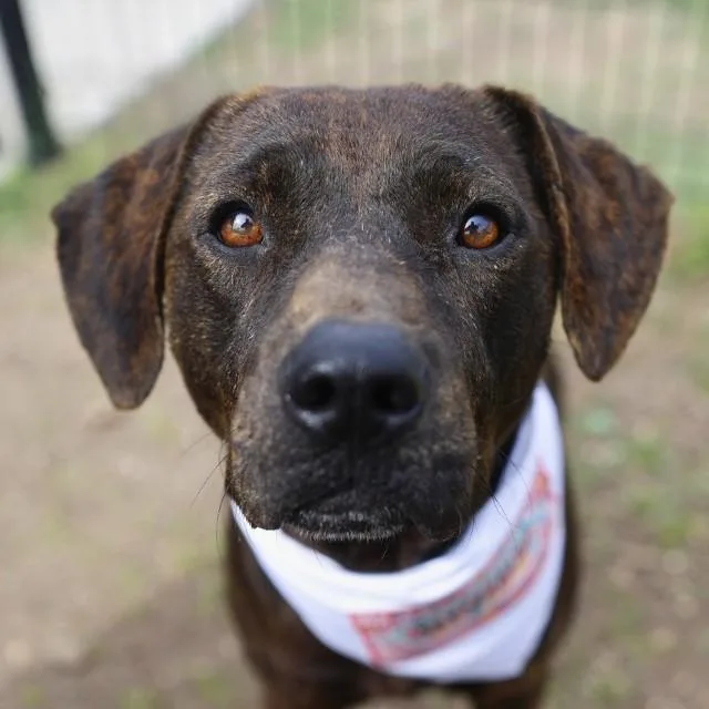 An adult large-sized male Terrier dog named Coco for adoption in San Antonio, TX