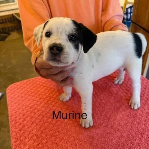 A baby medium-sized female White / Cream Mixed Breed dog named Murine for adoption in Alexandria, VA