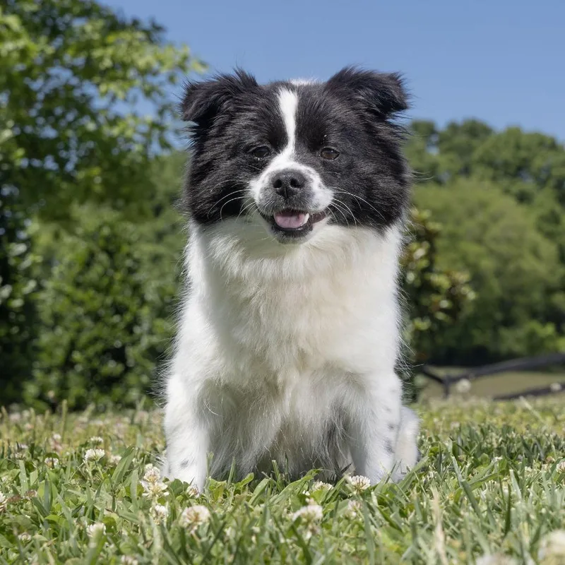 An adult small-sized female Black Mixed Breed dog named Wasabi for adoption in Franklin, TN