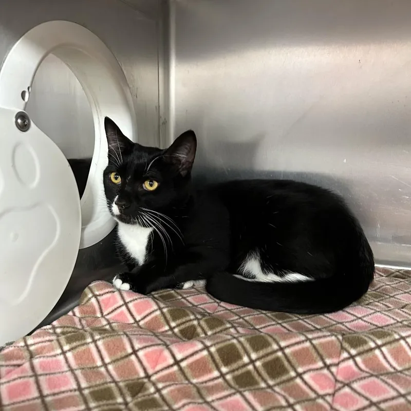 An adult large-sized male Domestic Short Hair cat named Otter for adoption in Allyn, WA