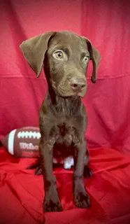 Rawlings Puppy