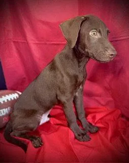 Rawlings Puppy thumbnail 2