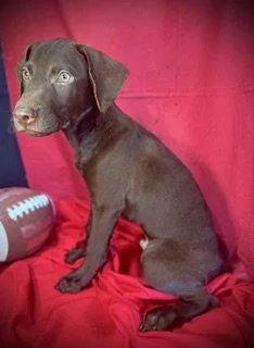 Rawlings Puppy thumbnail 3