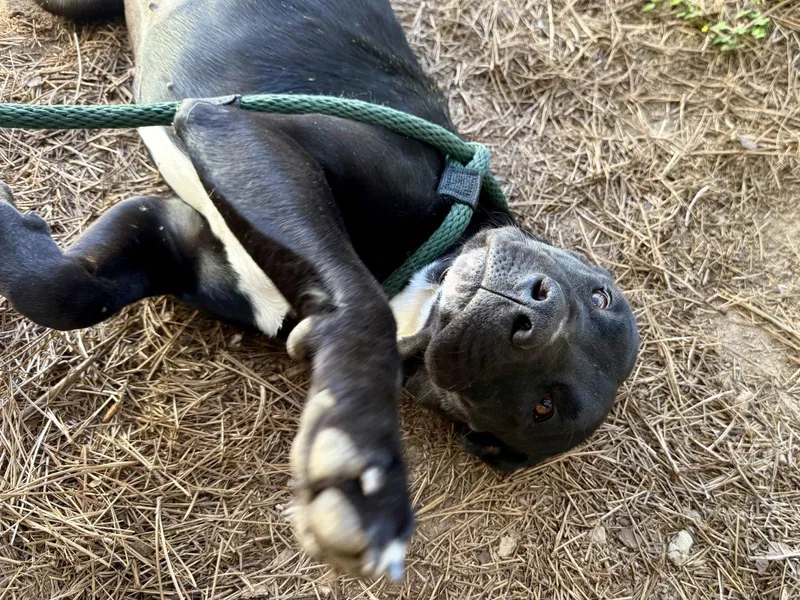 An adult large-sized female Labrador Retriever dog named Trudy for adoption in Hilton Head Island, SC
