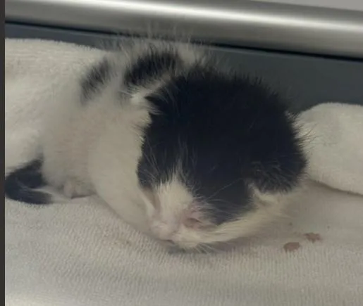 A baby small-sized male Domestic Short Hair cat named Chomper for adoption in Santa Maria, CA