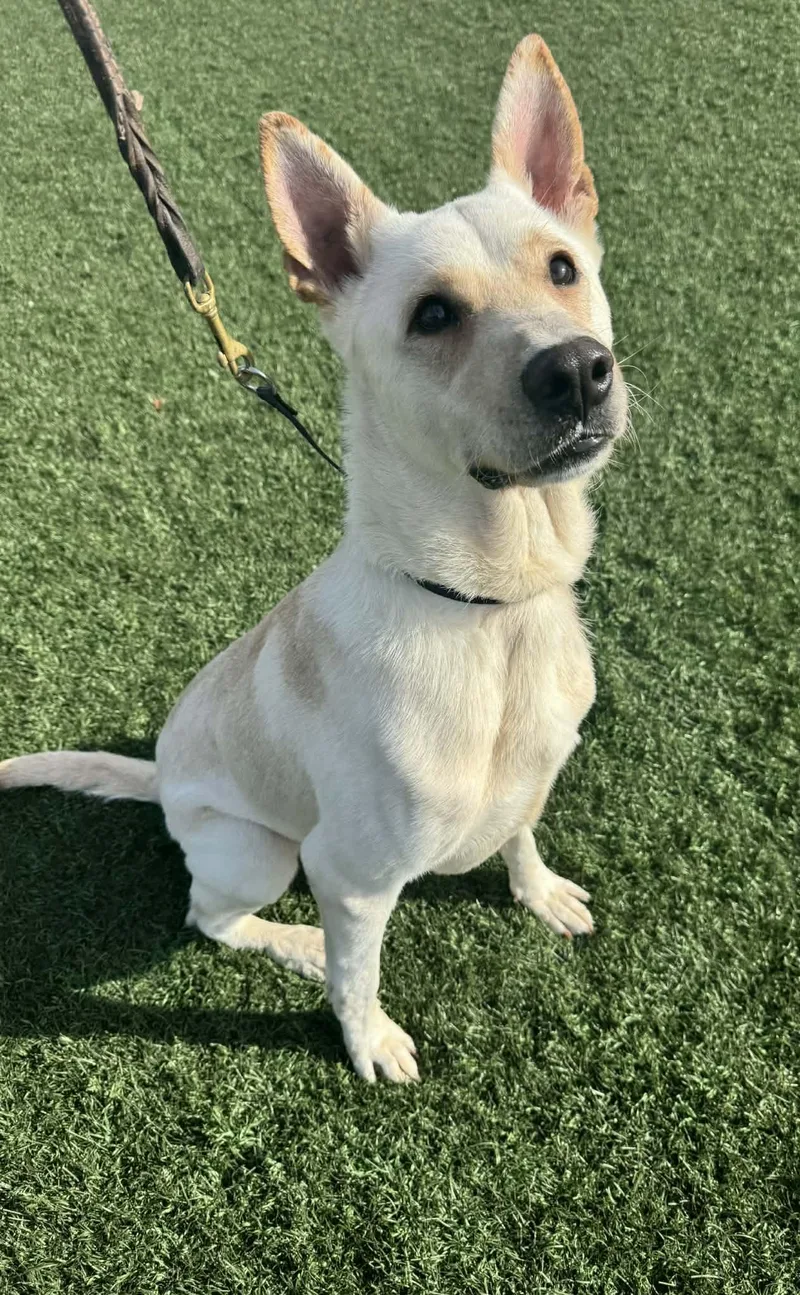A young medium-sized male Apricot / Beige German Shepherd Dog dog named Steve for adoption in Mico, TX
