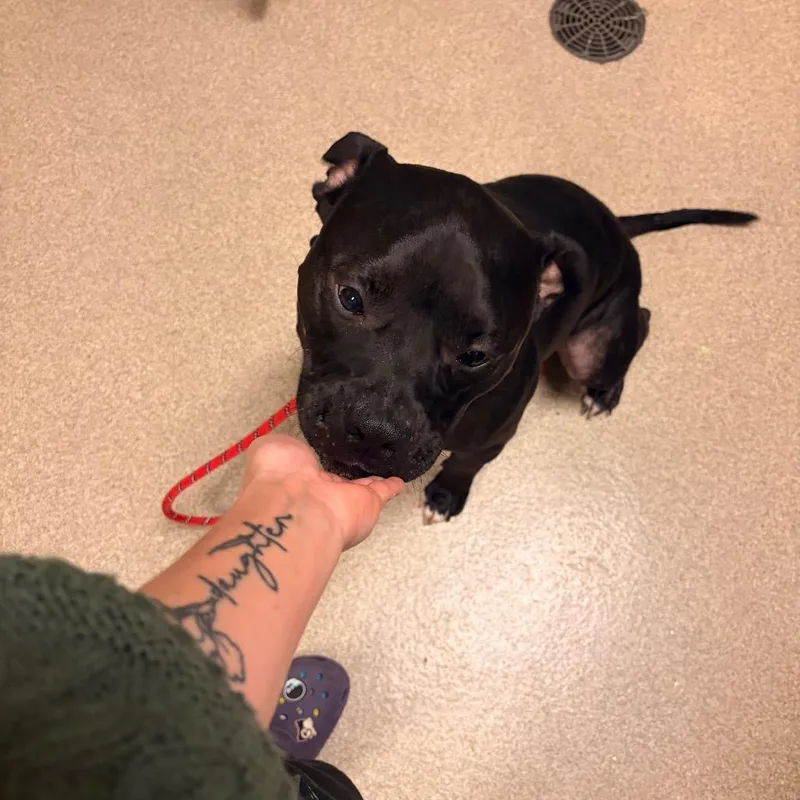An adult medium-sized male Black American Bulldog dog named Mavrick for adoption in Bristol, IN
