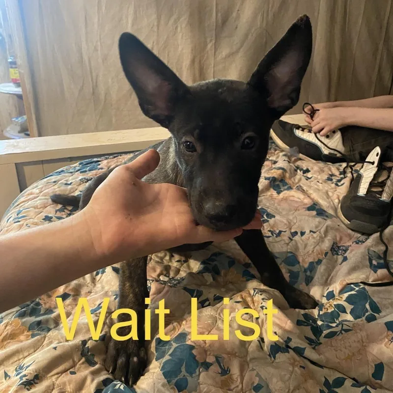 A baby medium-sized male Brindle Belgian Shepherd / Malinois dog named Rocky for adoption in Livingston, TX