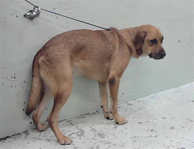 An adult large-sized male Labrador Retriever dog named Blue for adoption in Houston, TX
