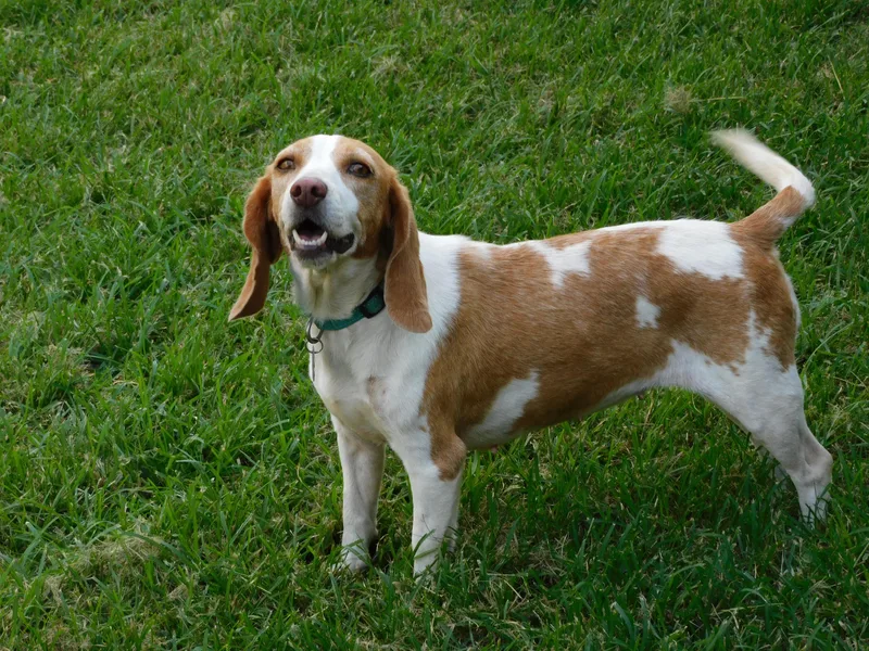 Marigold thumbnail 3