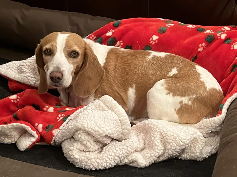 Marigold thumbnail 6