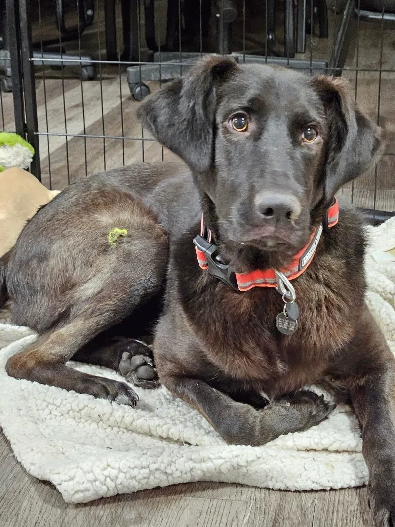 Mr. Miles Smiles Lab!!