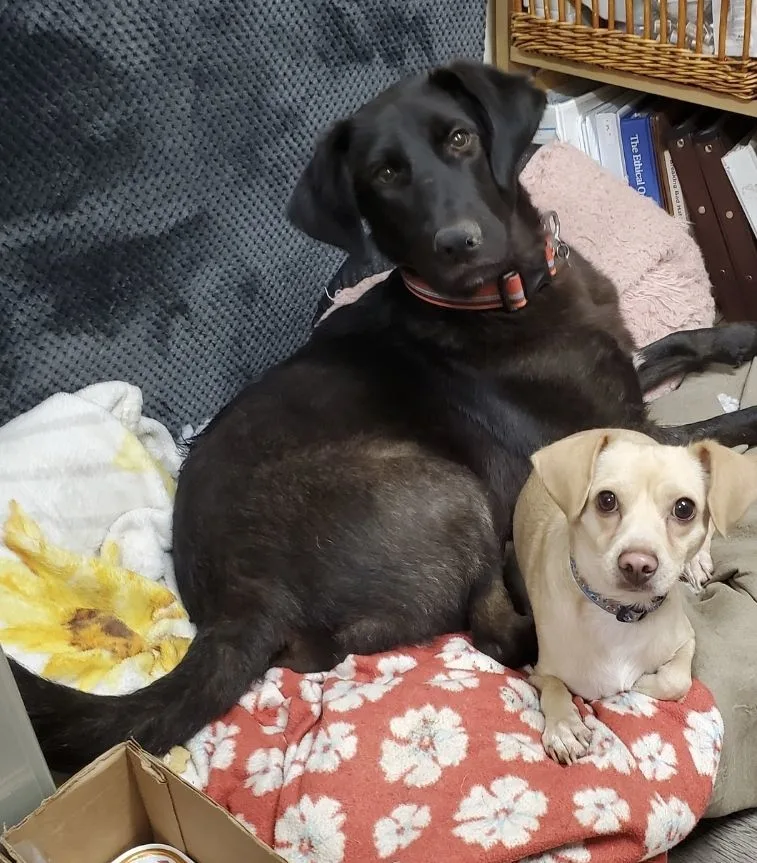 Mr. Miles Smiles Lab!! thumbnail 3