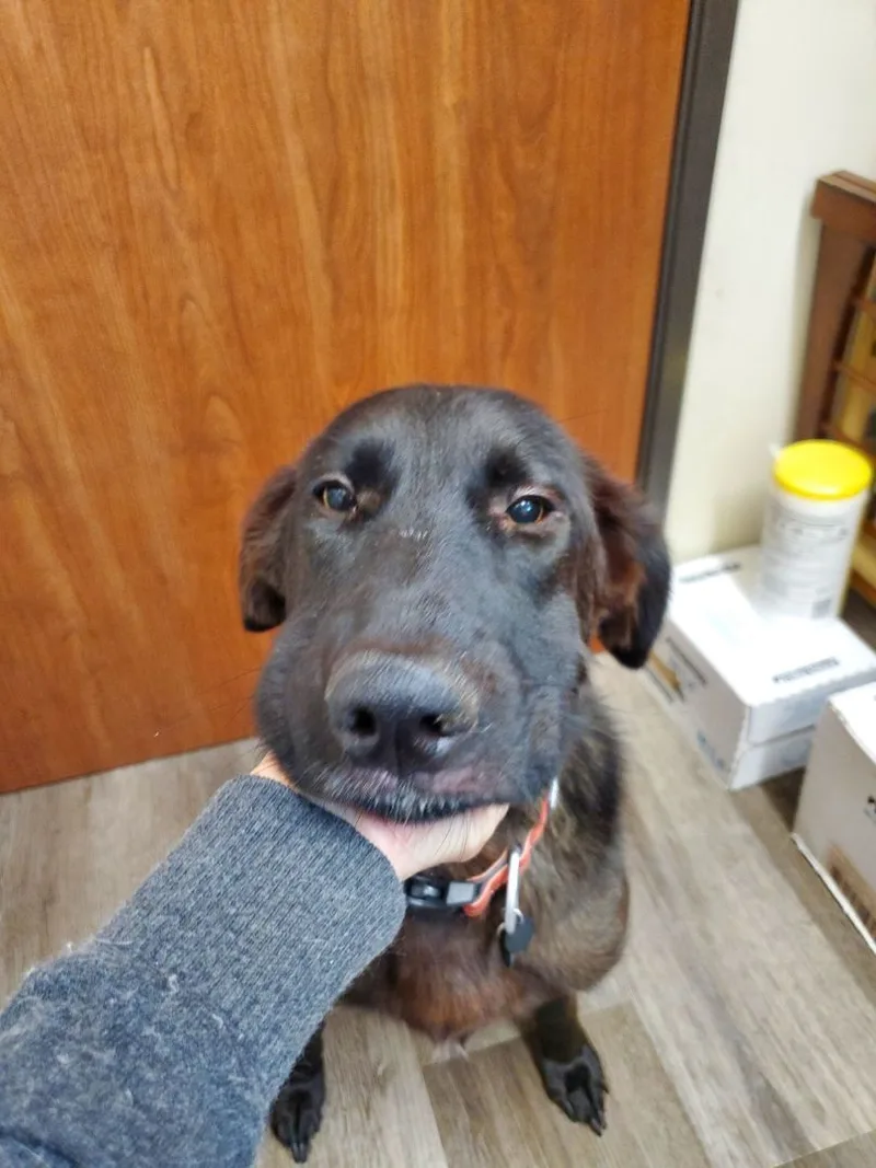 Mr. Miles Smiles Lab!! thumbnail 4