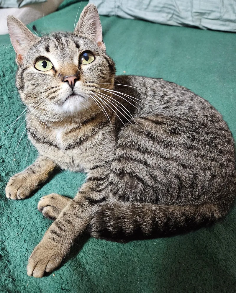 A young medium-sized female Tabby (Brown / Chocolate) Domestic Short Hair cat named Melody for adoption in Rocky Hill, CT